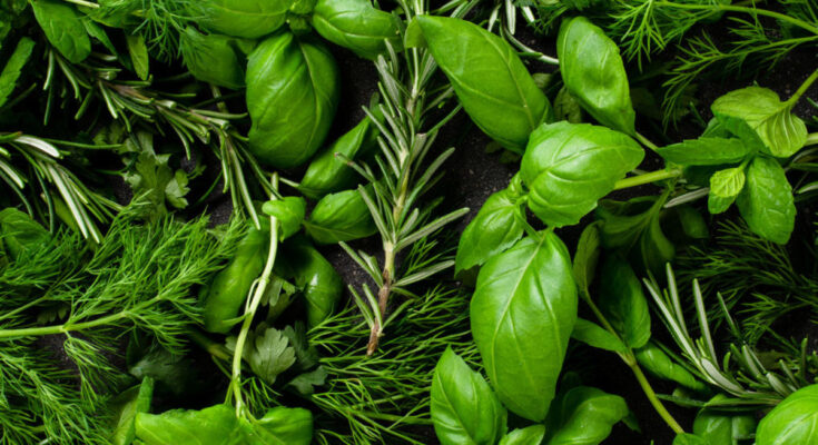 8 Herbs to Support Mental Clarity and Cognitive Function