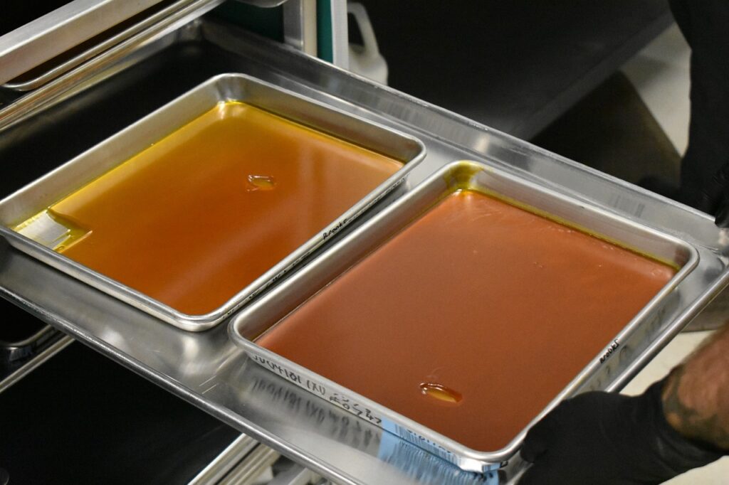 two trays full of cannabis concentrate