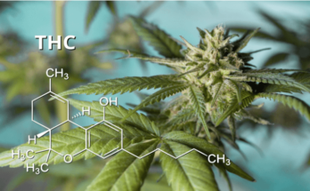 Difference Between THC and CBD