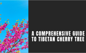 Tibetan Cherry Tree