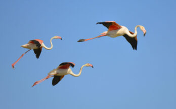 can flamingos fly